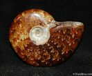 Beautiful Inch Polished Cleoniceras Ammonite #513-1